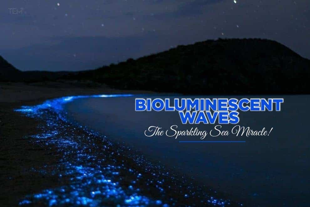 Bioluminescent Waves The Sparkling Sea Miracle!