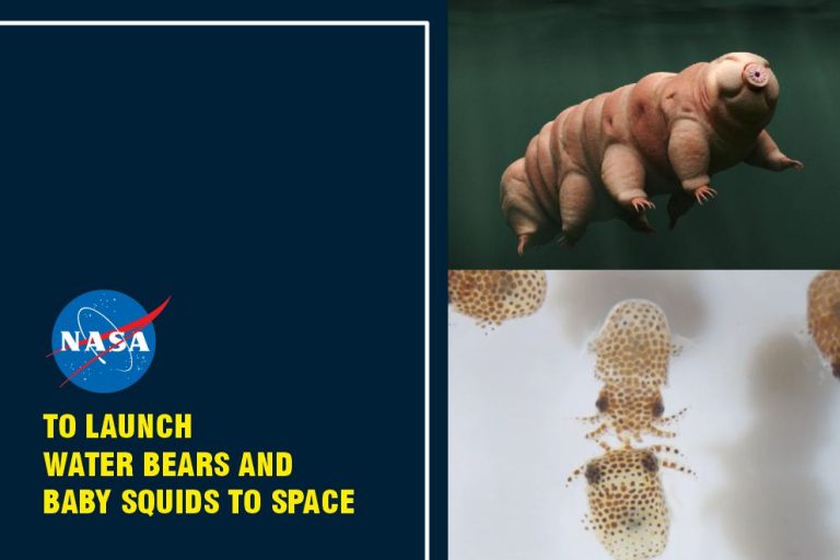 Water Bears and Baby Squids