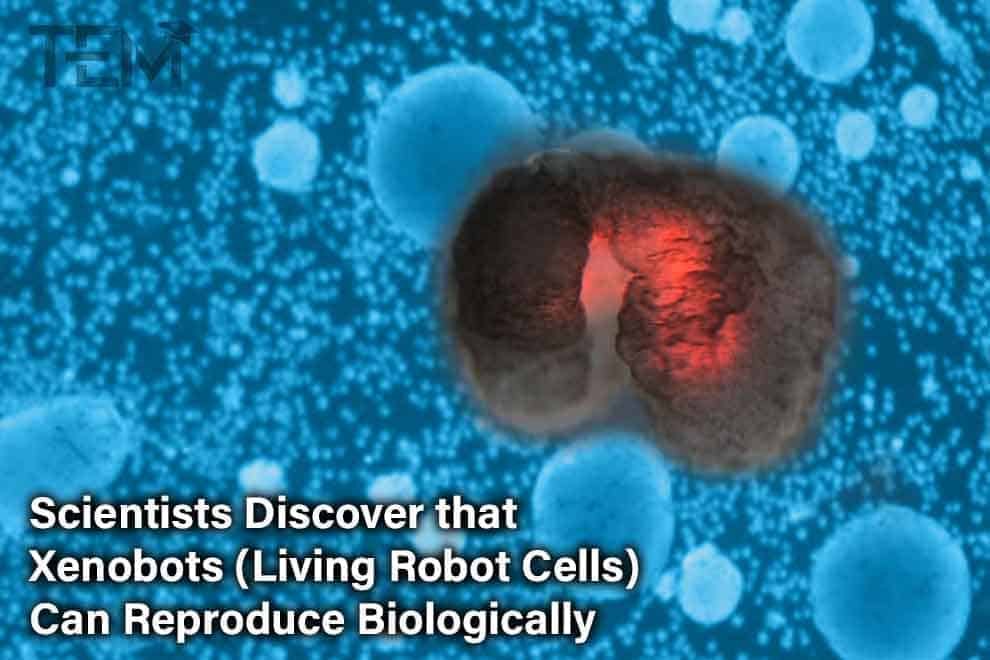 Scientists Unable to Reproduce STAP Cell Breakthrough