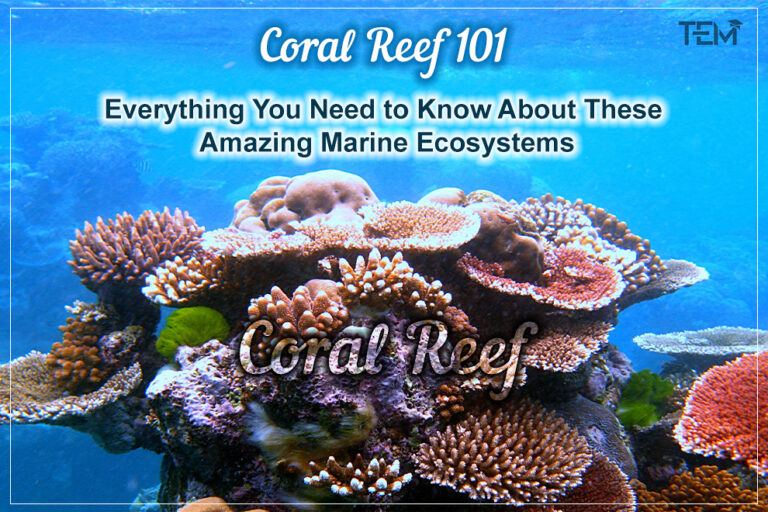 coral-reef