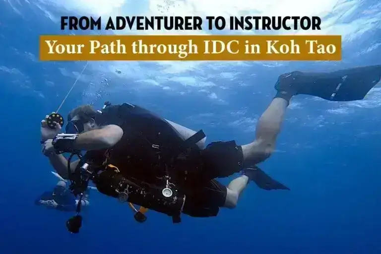 idc-in-koh-tao