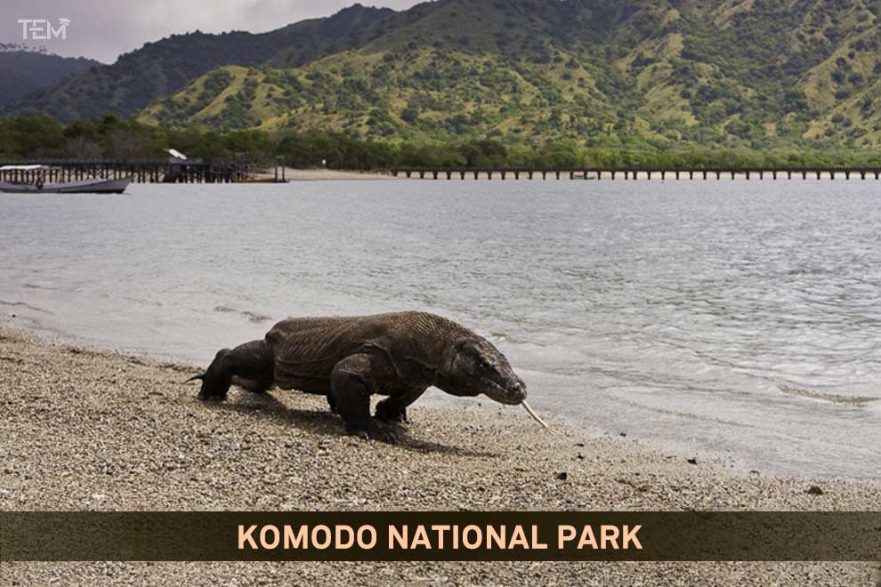 Komodo dragon walking along the coast of Komodo National Park in Indonesia, a UNESCO World Heritage Site and one of the world's natural wonders