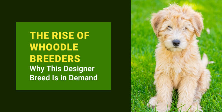 Rise of Whoodle Breeders